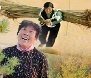她创造了种7万亩绿洲的奇迹