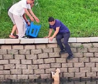狗狗意外落水路人暖心施救