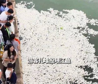 游客投喂致江面漂满馒头