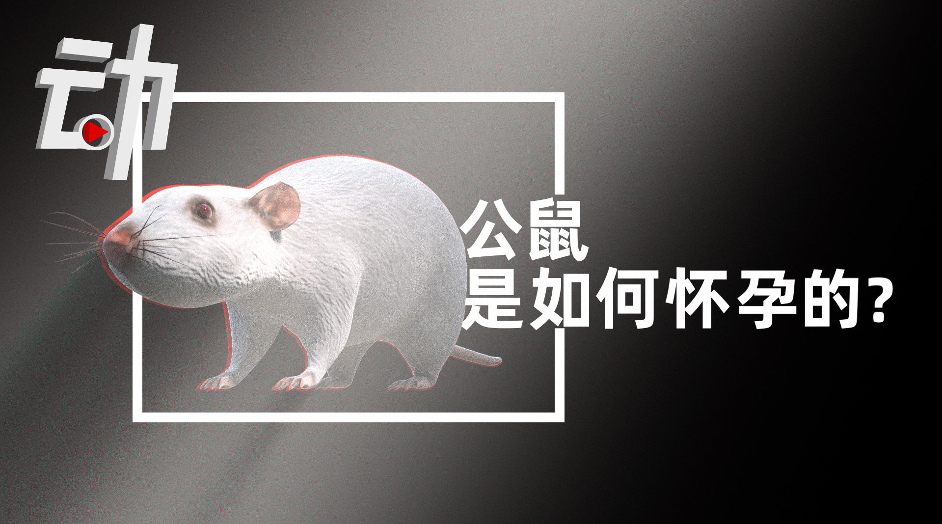 专家回应公鼠怀孕生崽：产前阉割 与雌鼠连体并移植子宫