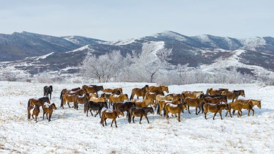 冰雪春天｜马踏雪原 鹿鸣山间
