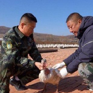 行进中国丨林区“鹅鸣”