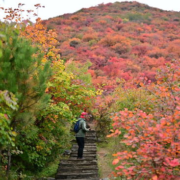 北京坡峰嶺：秋日紅葉引游人