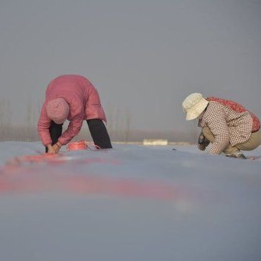 山東應對寒潮保生產