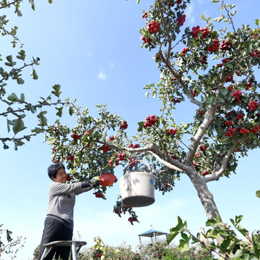 “紅果”壓枝彎 果農笑顏開