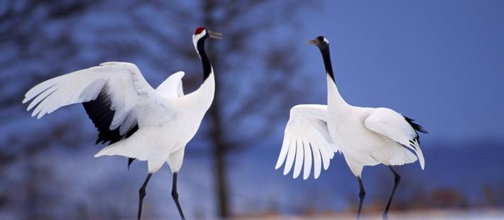 一家人一群鹤的生死相守