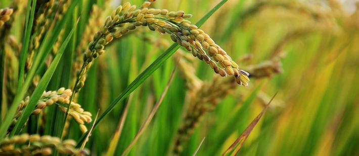 中国转基因水稻获美食用许可