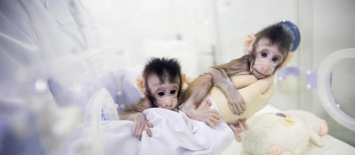 让西方佩服的克隆成果遭质疑?