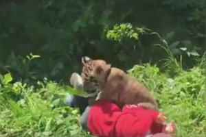 俄男子收养十多只老虎当宠物 一家子一起玩耍