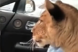 俄7岁富二代坐劳斯莱斯 把狮子当宠物带着兜风