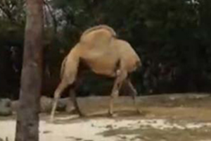 “无头骆驼”没有头还能行走 被真相惊呆了