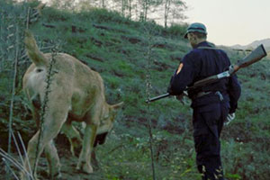 野猪毁粮伤人 猎人1把枪3只狗与猪大战15年