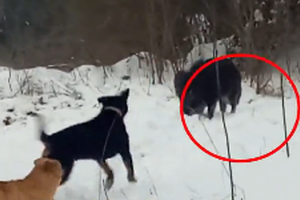 五只野猪下山觅食遇三条家犬 上演猪狗大战