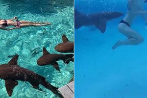 新婚夫妇度蜜月遭鲨鱼袭击 新娘以为是恶作剧