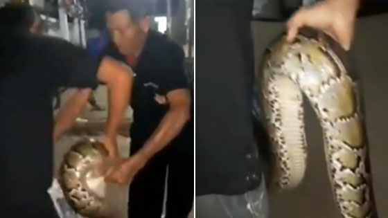 男子抓6米巨蟒把玩 结果饿疯的蛇暴怒了