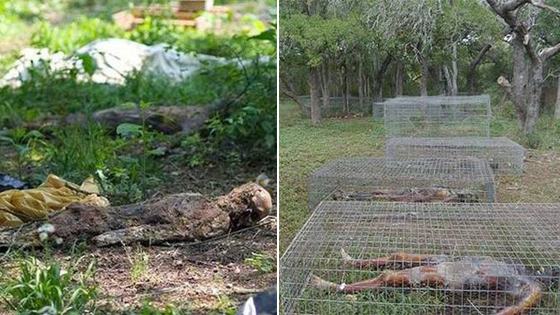 世界上最恐怖的尸体农场 看着都瘆的慌