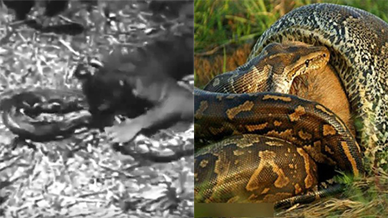 老虎想吃巨蟒不成 反被巨蟒活吞！