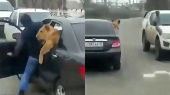 男子硬塞狮子进车后座 狮子还探出窗外>>