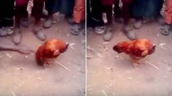 无头鸡麦克再现 站立行走说不出的诡异