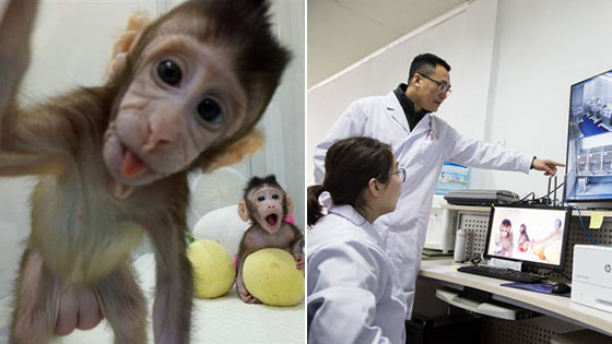 重大突破!两只体细胞克隆猴在中国诞生