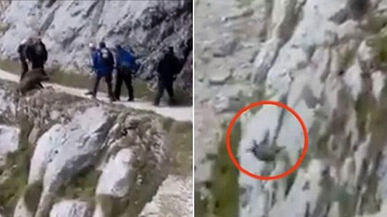 野猪遭登山者持棍围堵 无路可逃滚下悬崖