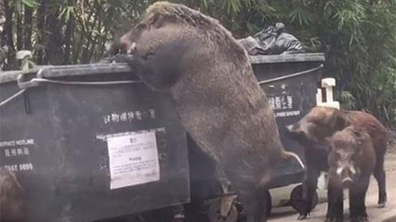 香港街头野猪翻垃圾桶觅食 身旁跟3头小猪