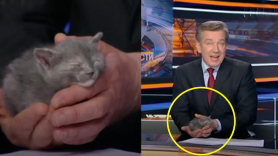 男主播不播新闻现场推销猫咪 原因暖心