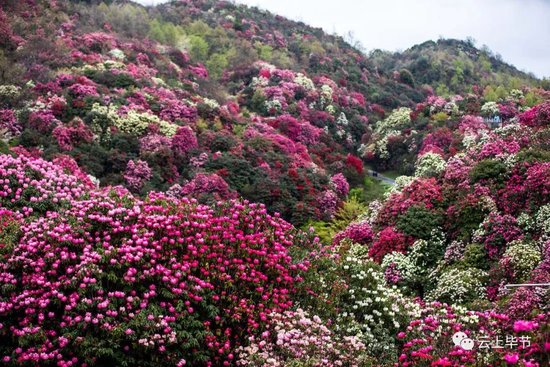 罗大富 摄百里杜鹃资料图  罗大富 摄百里杜鹃资料图  罗大富 摄黄谮