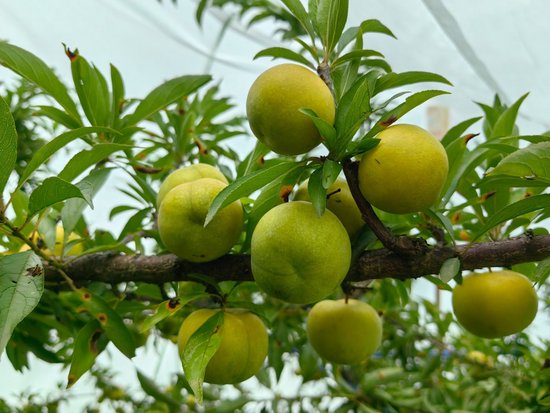 修文县六桶镇:500亩精品李子住进清凉"帐篷"