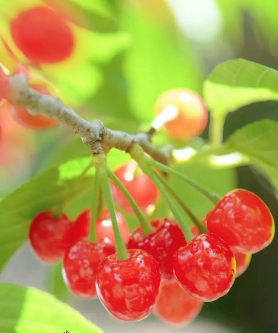 行,游,购,娱等业态,让广大游客们在这最美人间四月天,品下坝樱桃,购下
