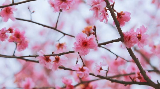 修文县春暖花开春意盎然