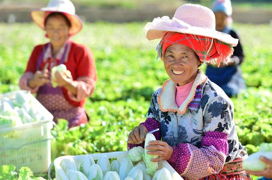 蔬菜产业成为助农增收的重要产业 王国礼 摄