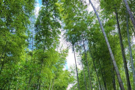 赤水竹海国家森林公园