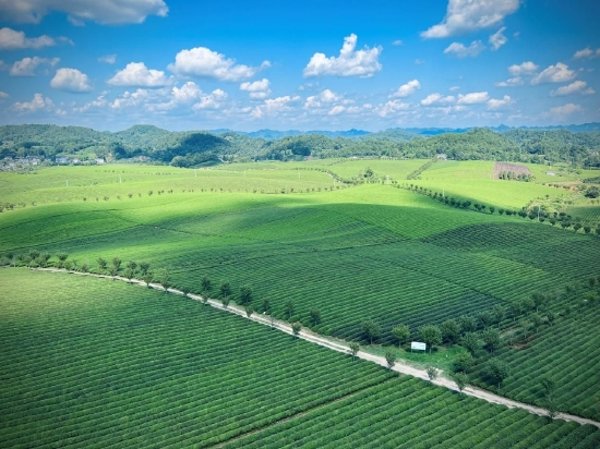 建行贵州省分行授信4亿元支持贵州茗城农商旅公司乡村振兴茶产业补短板项目