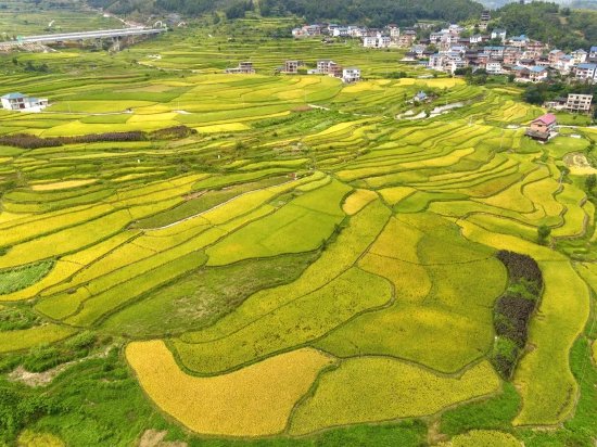 都匀匀东镇满目金黄秋收忙