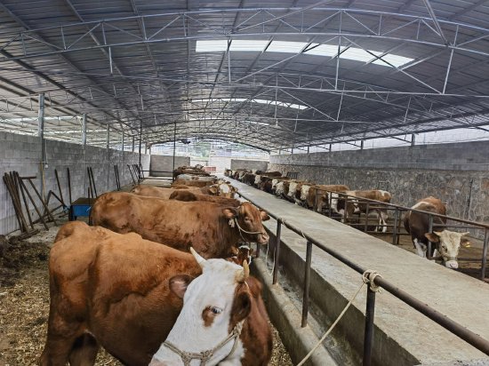 工行毕节威宁支行:首笔"养殖e贷"助力养殖户奔向致富路_城市频道_新浪