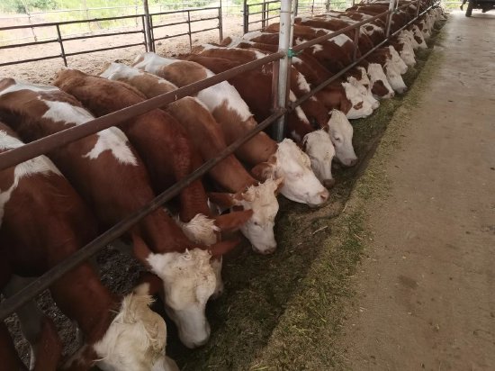 永胜县坤阳农业开发有限公司是一家专门从事精品肉牛养殖的企业,企业