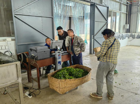 茶农用“智能验收电子台秤”进行数据采集（2026年3月11日摄）