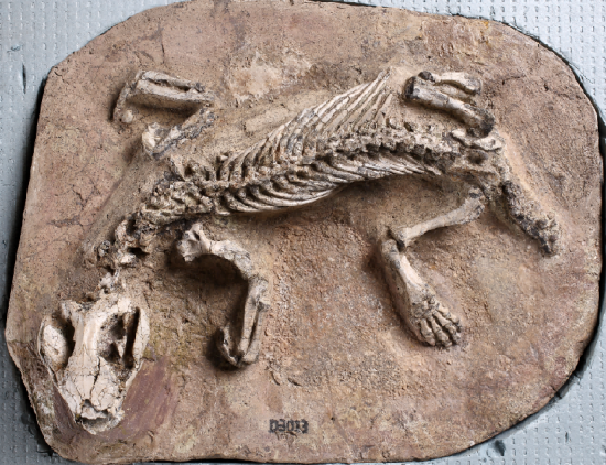 "乐˙土——辽宁古生物化石精品展"_城市频道_新浪网