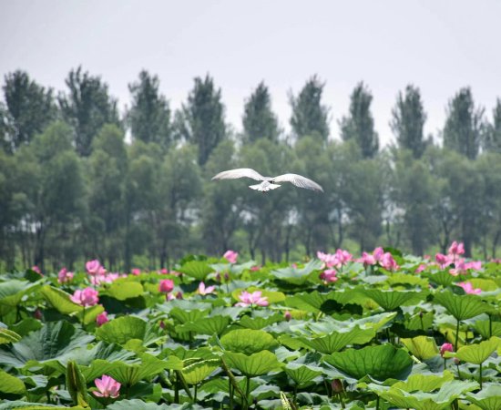 辽河七星湖景区三千亩荷花等您绽放