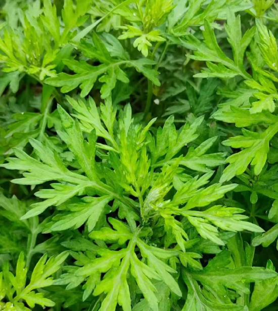 (生长中的艾草)