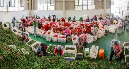 中国银行昭通市镇雄支行支持知识产权金融服务地方特色产业