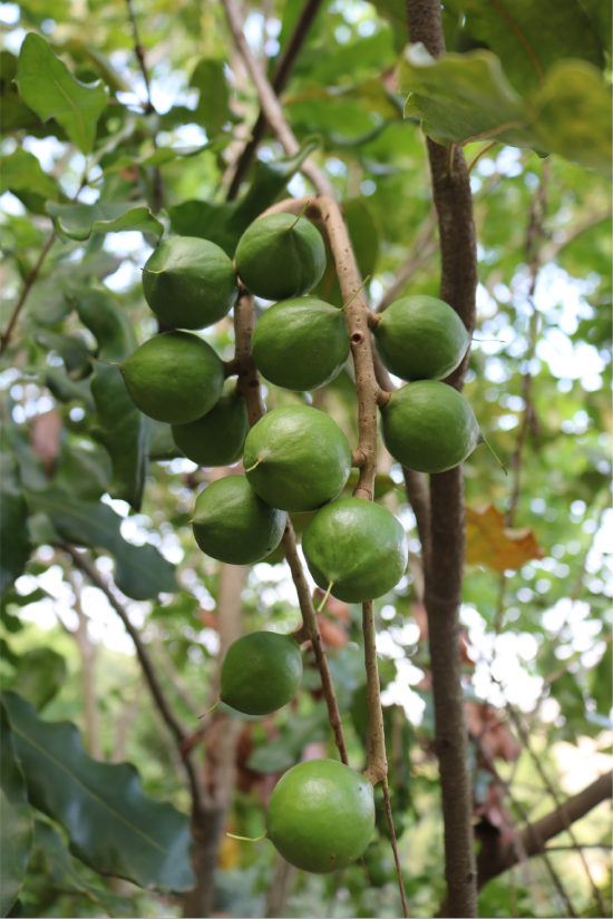 永德县亚练乡坚果树下套种套养实现生态经济双效益