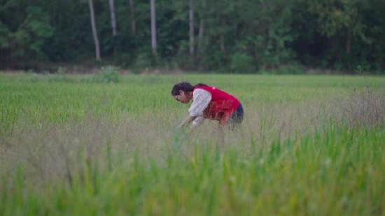 （图）吴柔婷在水稻田间