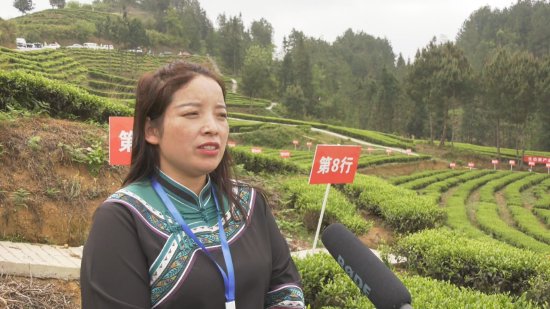 紫云县坝羊镇举办首届采茶节促进茶旅融合发展