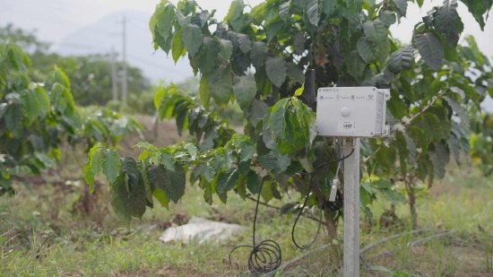 潞江坝辛家山咖啡基地的中国移动“云智农链”监测节点