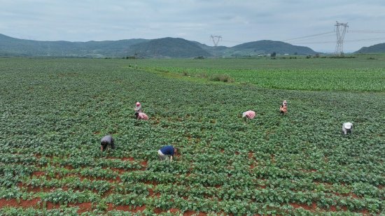 6月11日，在沾益区炎方乡马铃薯种植基地，农户正在田间劳作。（刘芳摄）