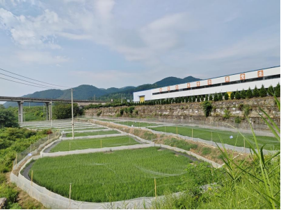 铜仁学院生态稻蛙示范基地一角
