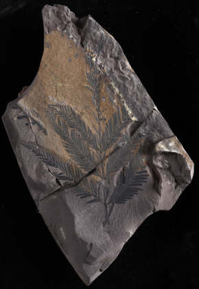 乐˙土辽宁古生物化石精品展