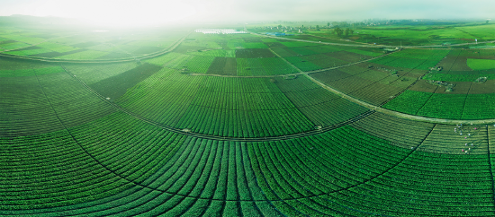 粤港澳大湾区“菜篮子”基地 王永达 摄